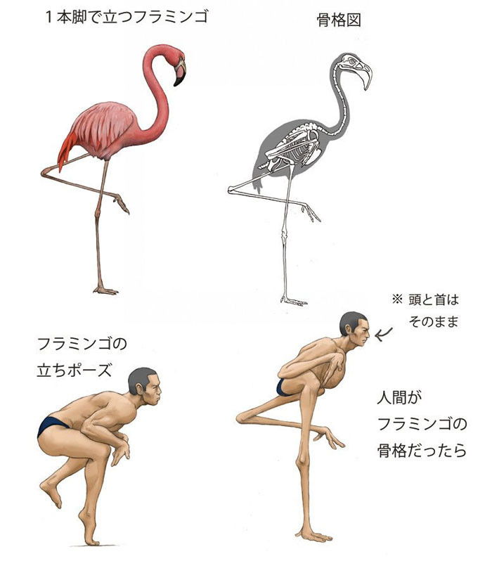 3. Human flamingo