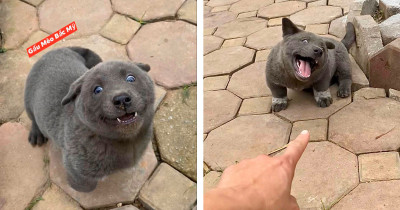 Dog Somehow Manages To Look Like A Dog And A Cat At The Same Time
