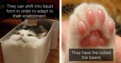 Here's Why Cats Will Dominate The World Someday