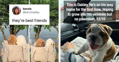 Adorable Dogs Shared Online Are Exactly What's Missing In Your Life