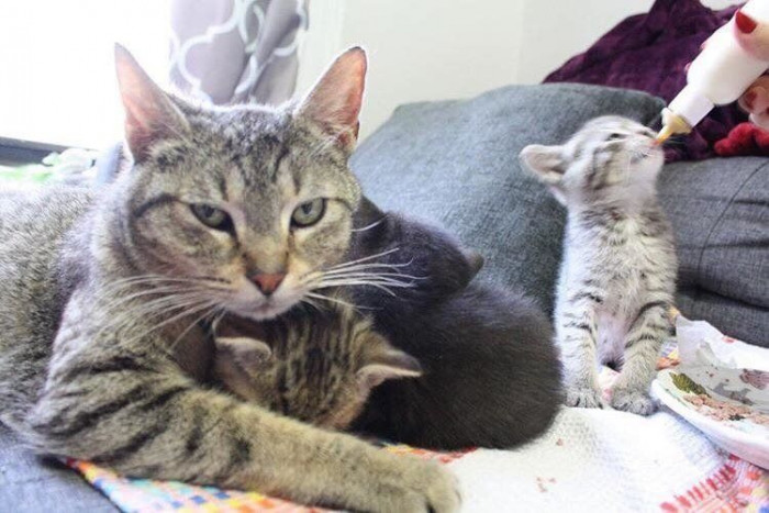 Mother cat carefully nudges kittens, alert eyes and protective posture