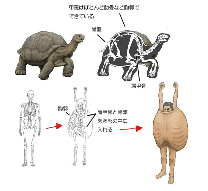1. A human turtle