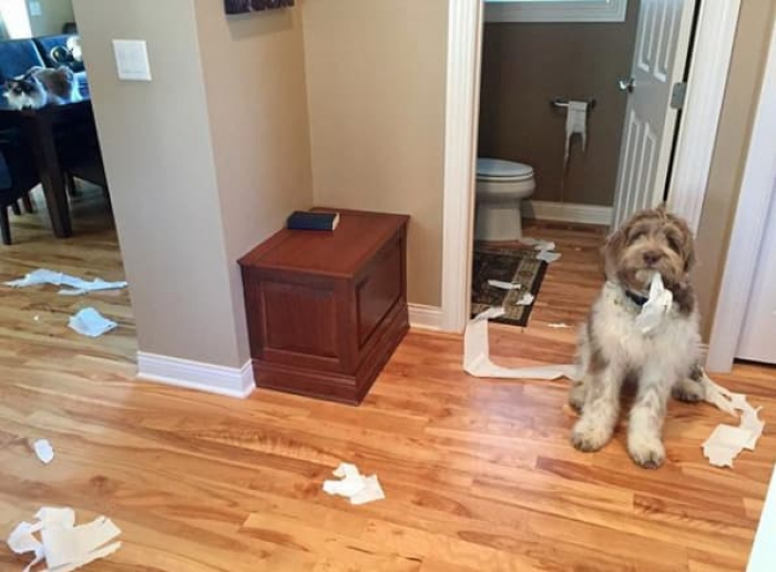 Playful dog among scattered toys, child claims, “I just got here.”