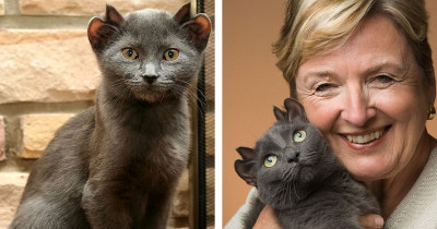 Cat With 4 Ears Finds Forever Home After Being Rejected By Everyone Else