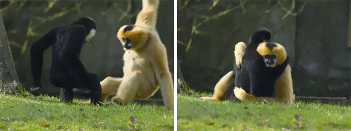 4. Gibbons are monogomas! 