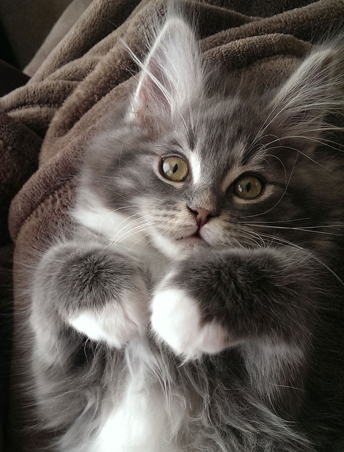 Super Fluffy Maine Coon Kittens Are SO Small It's Hard To Believe They