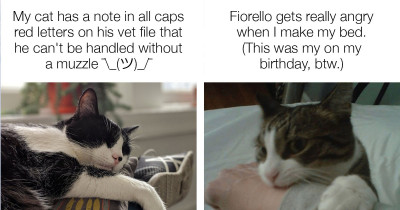 These Twitter Users Are Sharing Hilarious Stories About Their "Mean Cats"