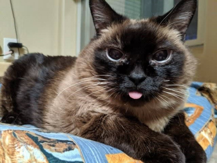 3. A good morning mlem