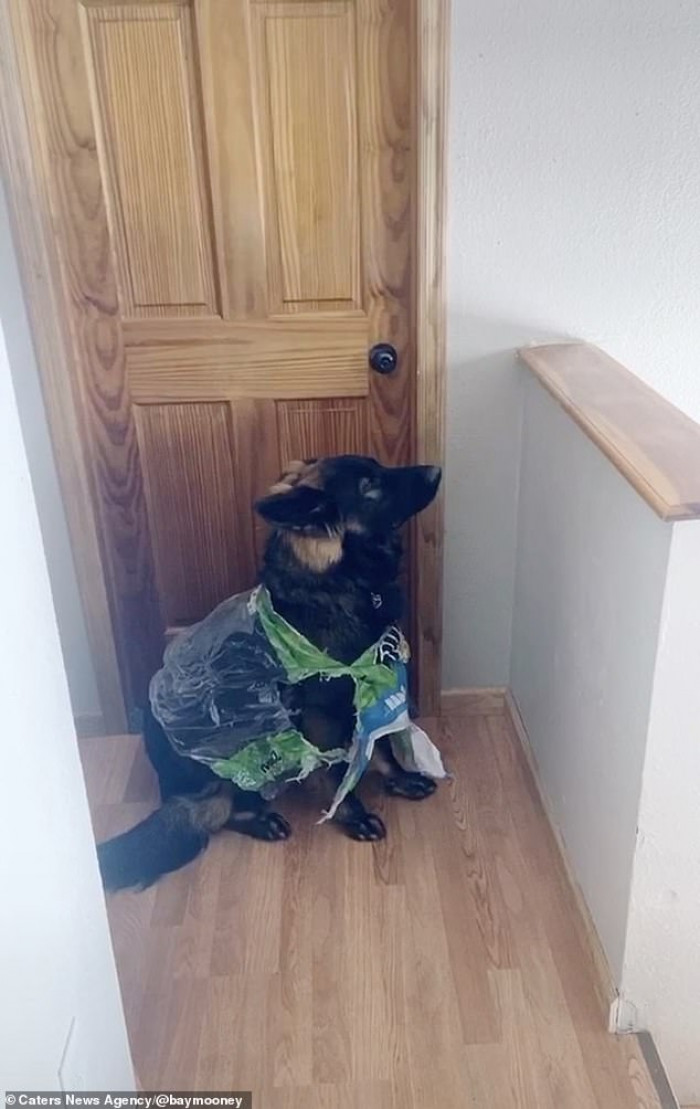 Kilo diverts his eyes away from the mess