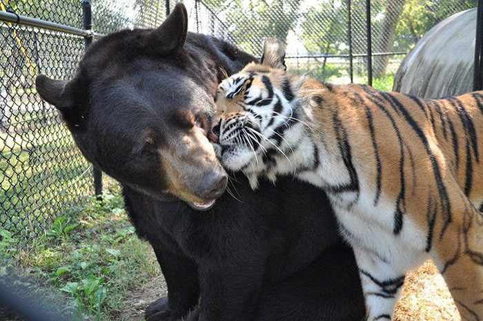 Each of these majestic animals is from a completely different continent.