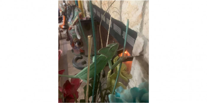 The chameleon attempted to camouflage itself with the plant near the fire.