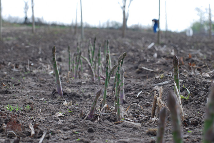 Asparagus