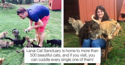 Public Service Announcement: You Can Cuddle 500 Cats On An Island In Hawaii