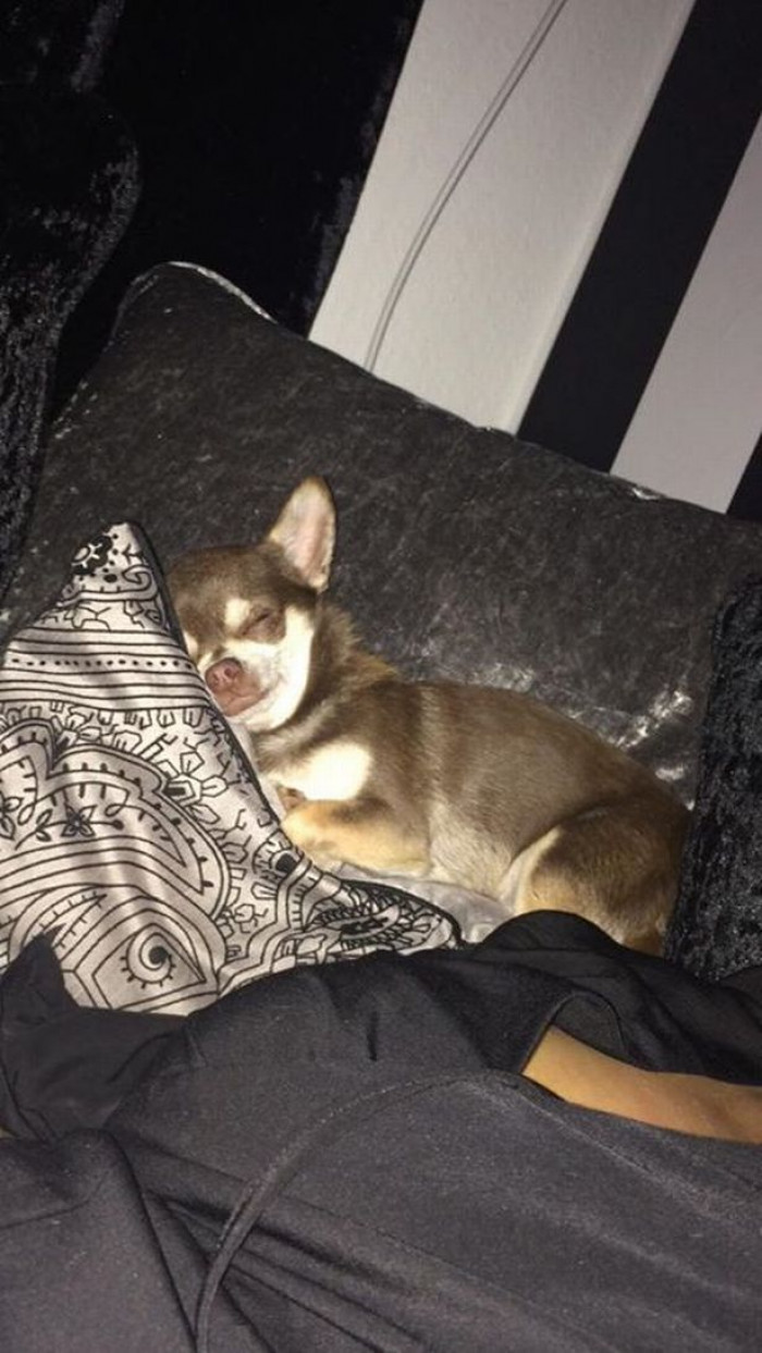 A four-year-old chihuahua named Gizmo used to have a wonderful life in his forever home in Paignton, England.