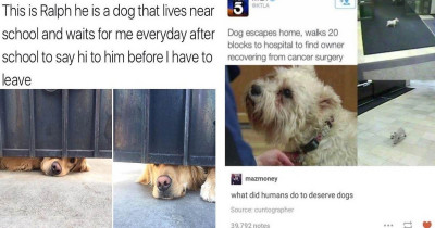 Hysterical Posts Containing Proof That Doggos Are So Much Better Than Humans