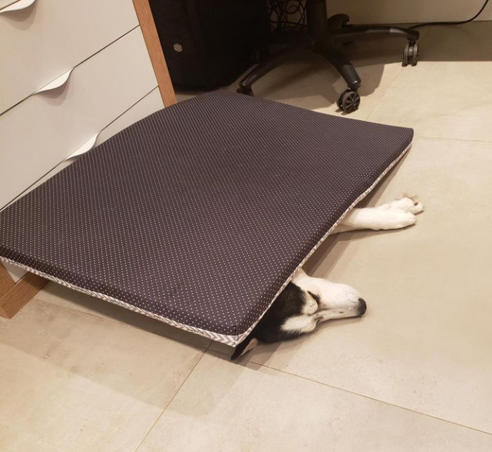 1. I don't think she understood the concept of bed