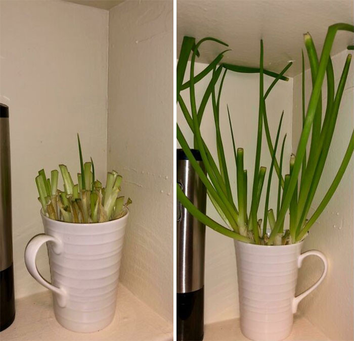 12. If you get a good batch of spring onions, you can cut the tops and have the roots dipped in a cup of water until they regrow within a few days.