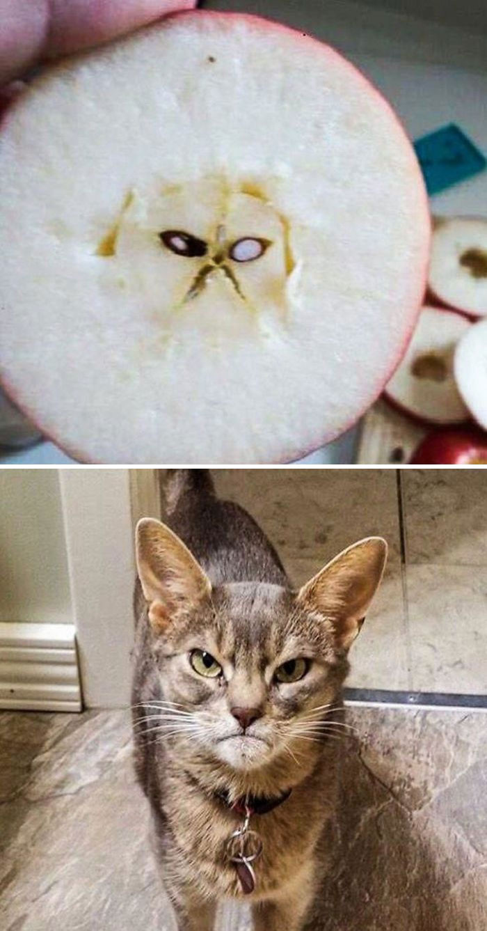 "Grumpy Cat in My Apple"