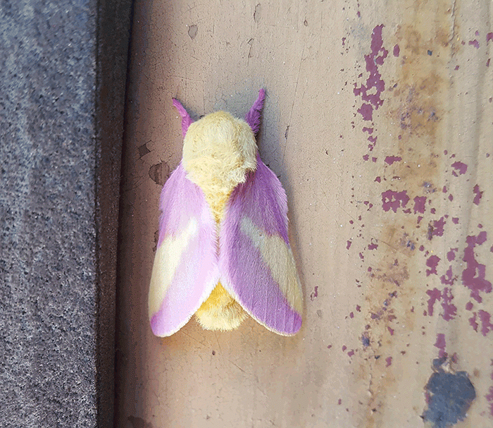 28. Yellow And Pink Moth