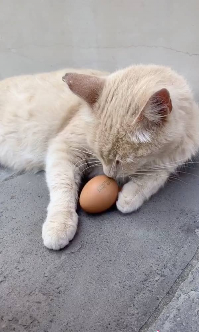 Cats Protect Eggs In This Adorable TikTok Challenge You Need To See