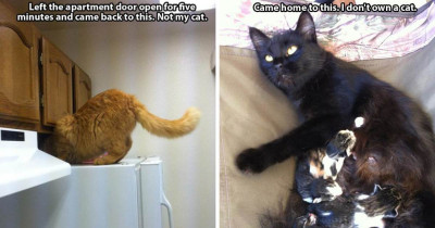 People That Didn't Own A Cat Until The Cats Found Them