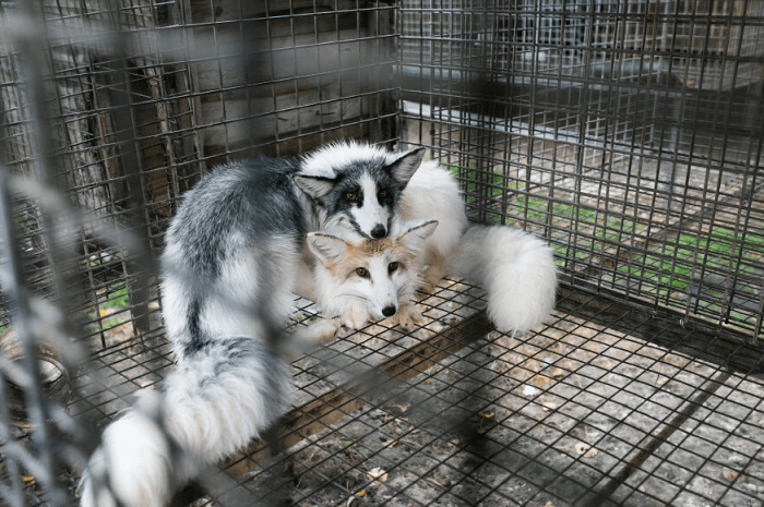 Scared of those humans (rescuers) they saw, these foxes never cuddled each other. 