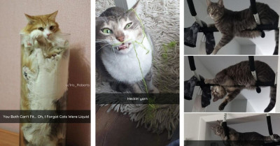 Hilarious Photos Of Cats Being Delightfully Strange