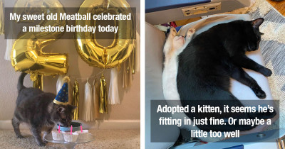 Beautiful Cats Collected From All The Funniest And Cutest Cats The Internet Has To Offer