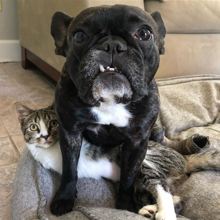 Out of all the dogs, Duck's favorite is Bimini the Frenchie.