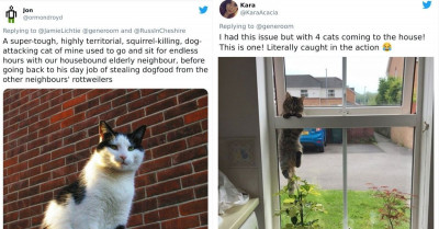 Cats Make The Best Uninvited Guests, and These Hilarious Pictures Prove It