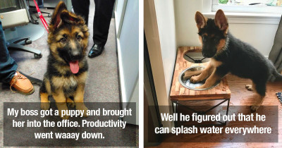 German Shepherd Puppies Will Make You Instantly Fall In Love With Them