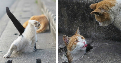 Cat Photographer From Japan Shares Amazing Photos Of Stray Cats Living Their Best Life