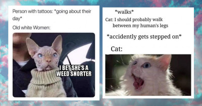 Your Daily Dose of Hilarious Cats Is Here to Captivate and Entertain You