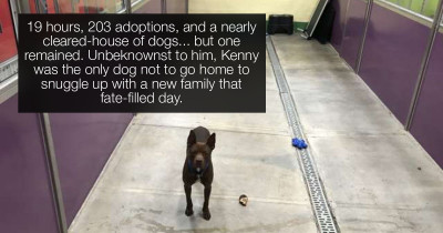 Pet Adoption Event Leaves A Single Dog Behind And No One Knows Why