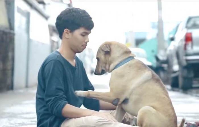 Once the dogs realized that the boy meant no harm to them, they started giving the love back.