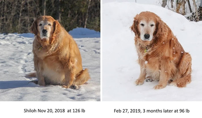 "Fed junk food and never given any exercise her whole life, Shiloh couldn't walk more than 10 meters before having to stop and rest. 3 months later, she's lost 30 pounds and can walk over 1 km without stopping!"