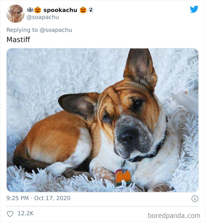 1. The SQUISHY Mastiff Corgi