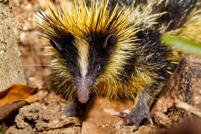 The spines of tenrecs also act as a communication device. 
