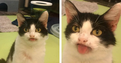 Cat Tries To Get Attention By Smiling At Everyone Who Visits Shelter