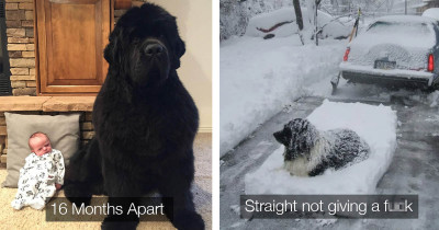 People Are Posting Adorable Pics Of Their Newfoundlands And You Will Definitely Want One