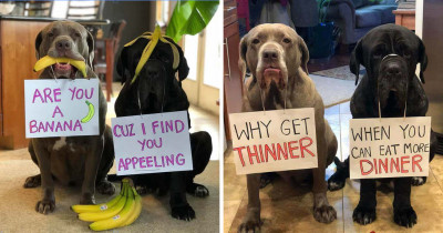 Two Doggos Pair Up To Treat The Internet With Cheesy Pick-Up Lines