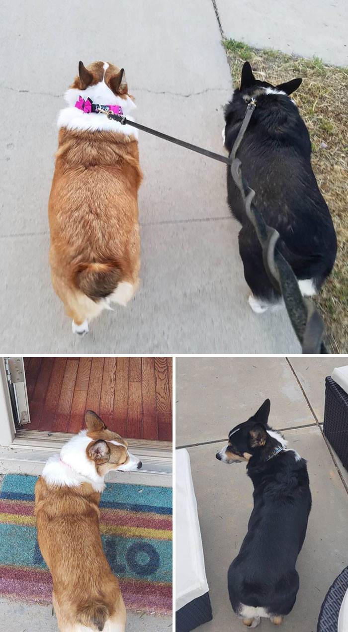 "Scarlet And Simba Before And After Pictures: Scarlet Lost 5 Lbs And Simba Lost 7 Lbs In 3 Months."