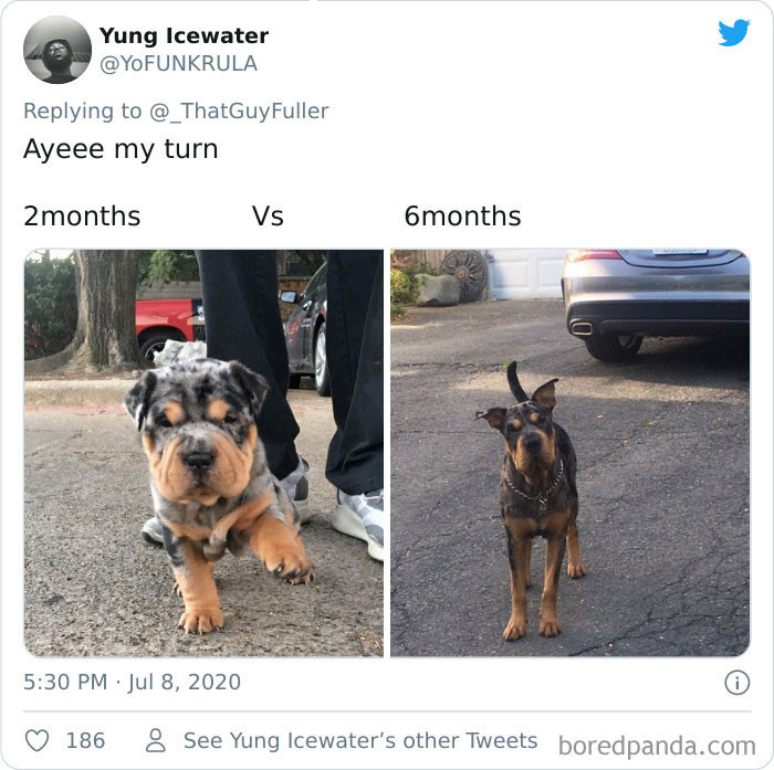 Looks like a whole different doggo!