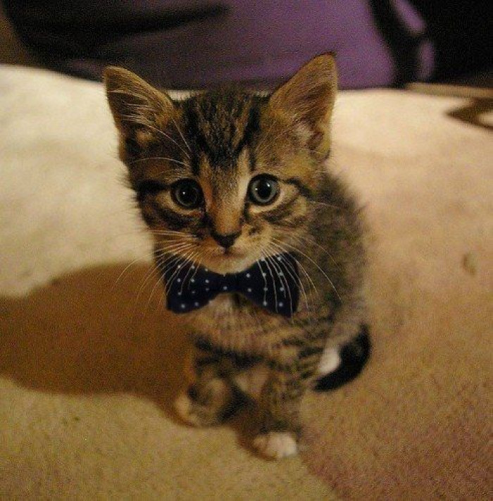 7. Bow tie kitten is ready to steal your girl