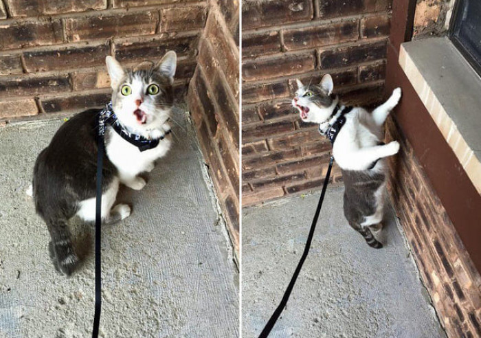 7. "My aunt took her indoor cat outside for the first time."