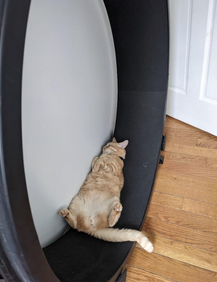 5. "Get a cat wheel so your cat will exercise, they said."