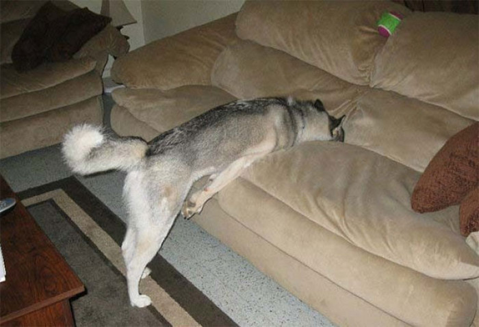 2. No paws on the couch? No problem