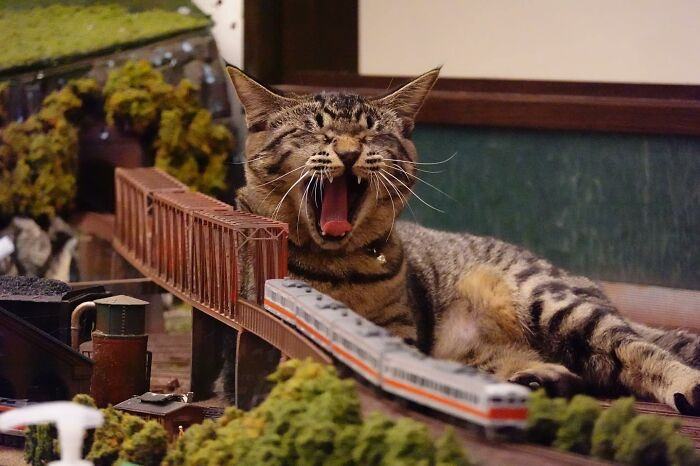 It's a feline hanging around miniature models.