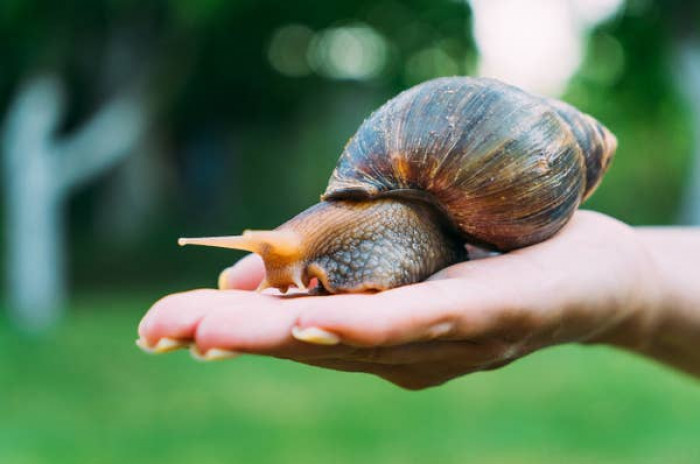 4. Giant African land snails