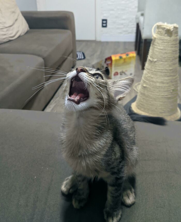 22. Meeeeeoooow